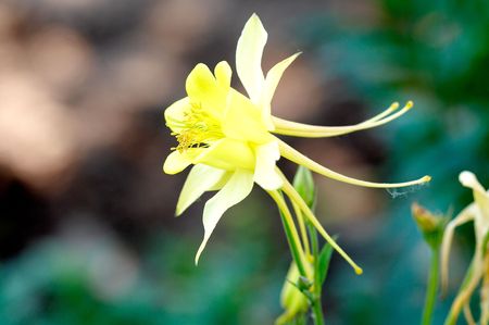 Yellow aquilegiaの写真素材