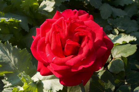 Carmadine roseの写真素材