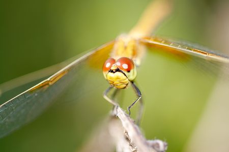 Dragonfly on bladeの写真素材