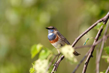 Bluethroat (Luscinia svecica)の写真素材