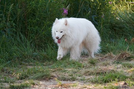 Samoed's dog in forestの写真素材