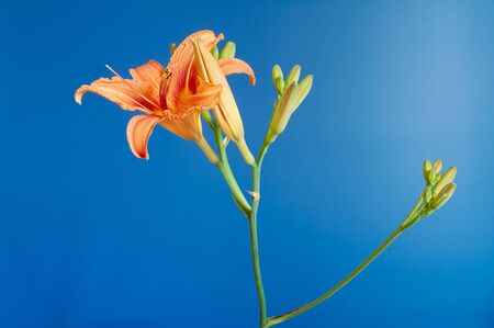 Orange day-lily on blueの写真素材
