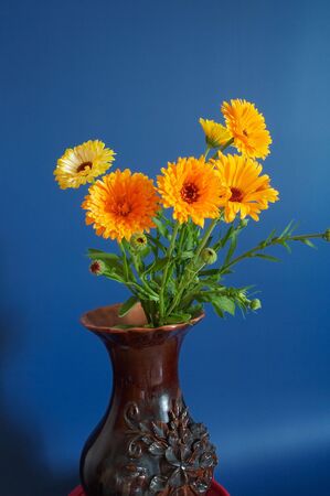 Bouquet of calendula on blueの写真素材
