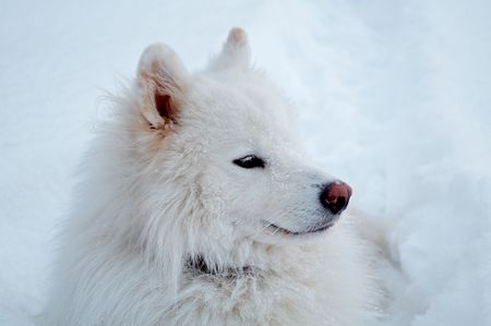 Portrait of samoed's dogの写真素材