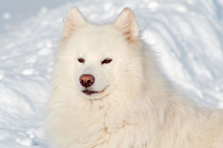 Face of samoed's dogの写真素材