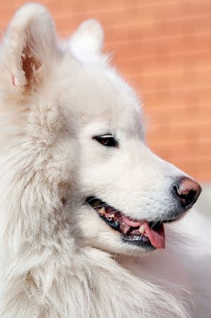 Portrait of samoed's dogの写真素材