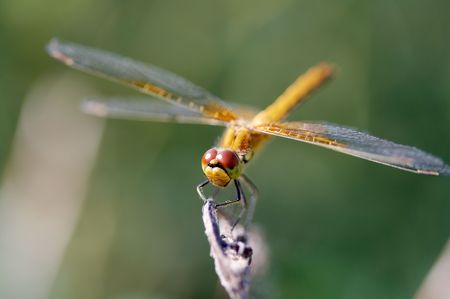 Dragonfly on bladeの写真素材