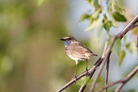 Bluethroat (Luscinia svecica) on branchの写真素材