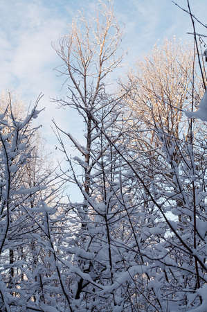 Trees in snow in winter, Russiaの写真素材