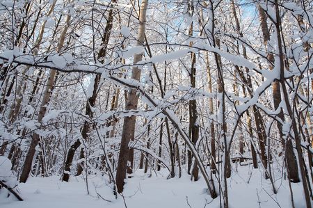 Trees in snow in winter, Russiaの写真素材