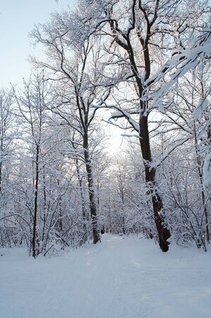 Trees in snow in winter, Russiaの写真素材