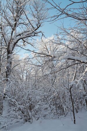 Trees in snow in winter, Russiaの写真素材