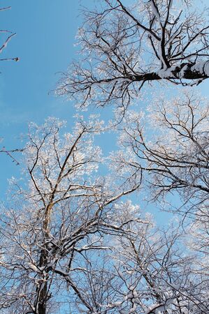 Trees in snow in winter, Russiaの写真素材