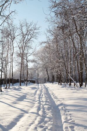 Trees in snow in winter, Russiaの写真素材