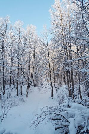 Trees in snow in winter, Russiaの写真素材