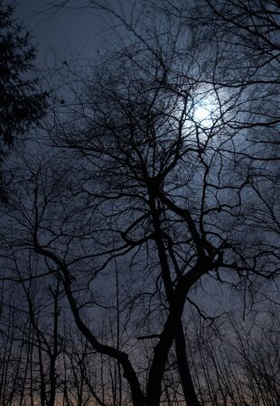 Night scenery of forest with Moonの写真素材