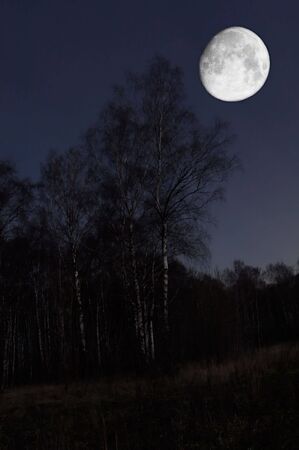 Night scenery of forest with Moonの写真素材