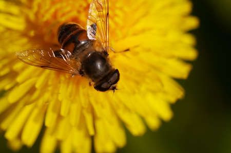 Eristalis tenax on dandelion flowerの写真素材