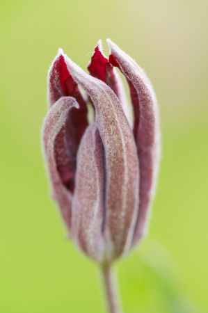 Bud of purple clematis on green backgroundの写真素材