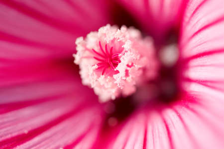 Close up of red Lavateraの写真素材