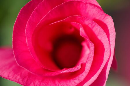 Close up bud of Lavateraの写真素材