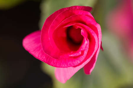 Close up bud of Lavateraの写真素材