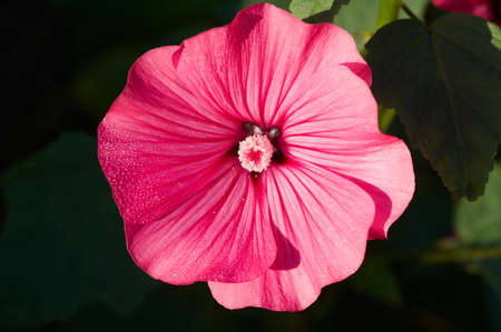 Flower of red Lavatera ( Malvaceae )の写真素材
