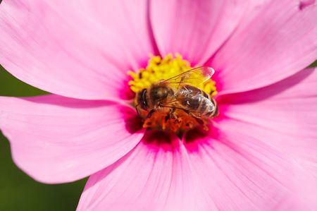 Bee on flower of Cosmos Cav.の写真素材