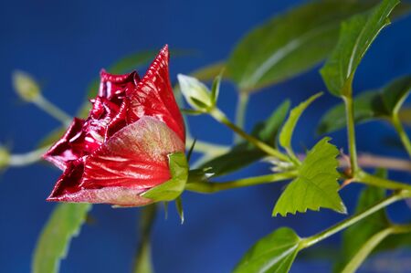 Bud of red hibiskus on blueの写真素材