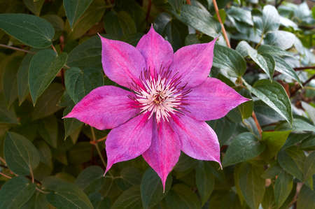 Purple clematis on green backgroundの写真素材