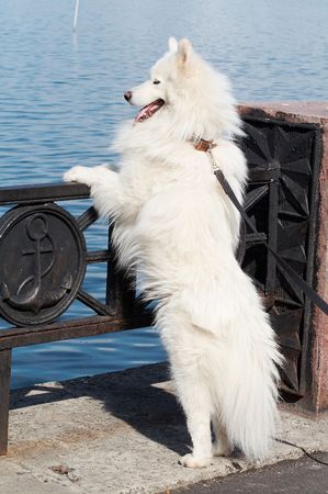 Samoed's dog on Onego lakeの写真素材