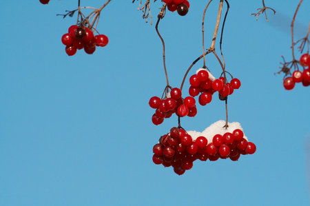 Red bunch of snowball tree
