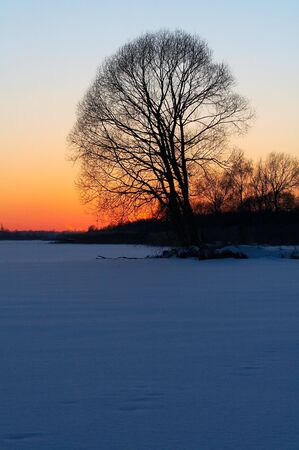 Tree's silhouette at winter sunsetの写真素材
