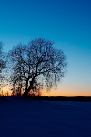 Tree's silhouette at winter sunsetの写真素材