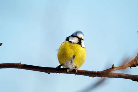 Blue tit (Parus caeruleus) on branchの写真素材
