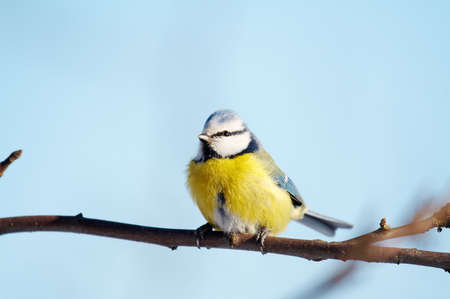 Blue tit (Parus caeruleus) on branchの写真素材