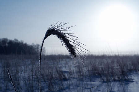 Ear in hoarfrost at fieldの写真素材