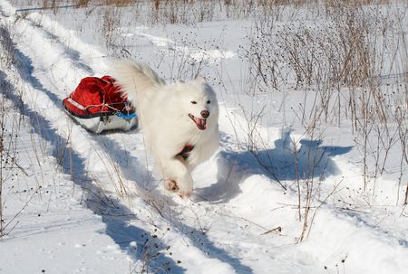 Samoed's dog in winter forest transport pulkの写真素材