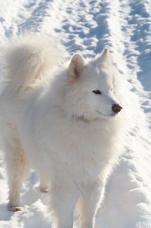 Samoed's dog in winter forestの写真素材