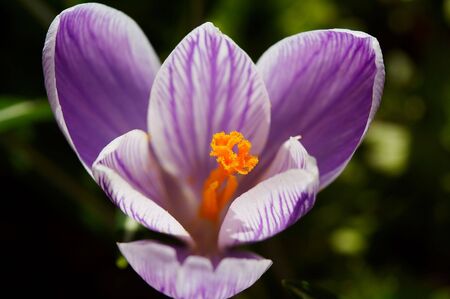 White-violet crocus close upの写真素材