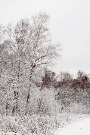 Trees in snow in winter, Russiaの写真素材