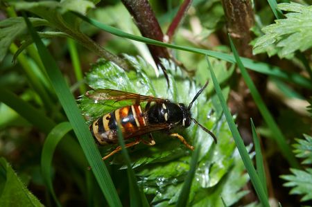 Wasp on green leafs (Dolichovespula silvestris)の写真素材