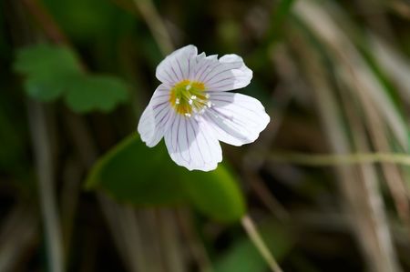 Oxalis acetosella in spring forestの写真素材
