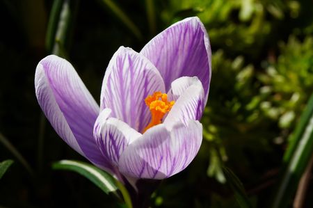White-violet crocus close upの写真素材
