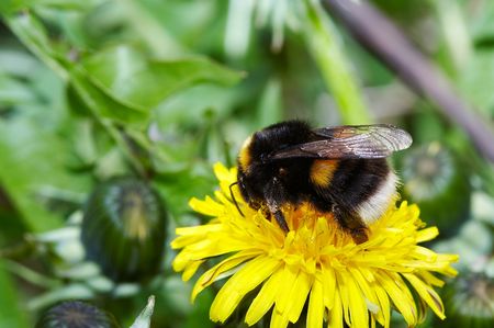 Bumblebee on yellow dandelion close-upの写真素材