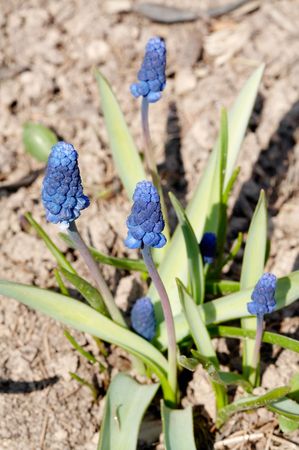 Blue Muscari latifolium close-upの写真素材
