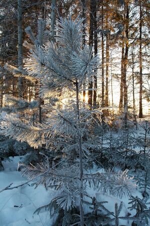 Trees in frost in winter, Russiaの写真素材
