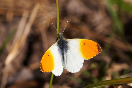 Butterfly Anthocharis cardamines on bladeの写真素材