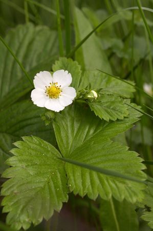European wood strawberry (Fragaria vesca)の写真素材