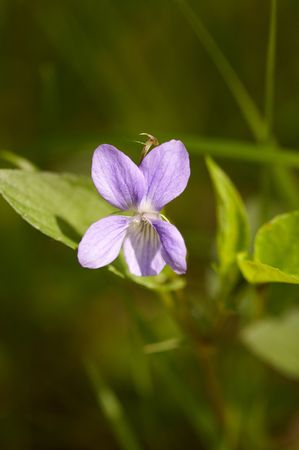 (Viola canina) dog violet in spring forestの写真素材